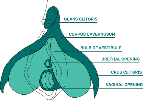 Klitoris Nasıl Uyarılır? Yeni Başlayanlar İçin Rehber 2 Klitorisin Anatomisi